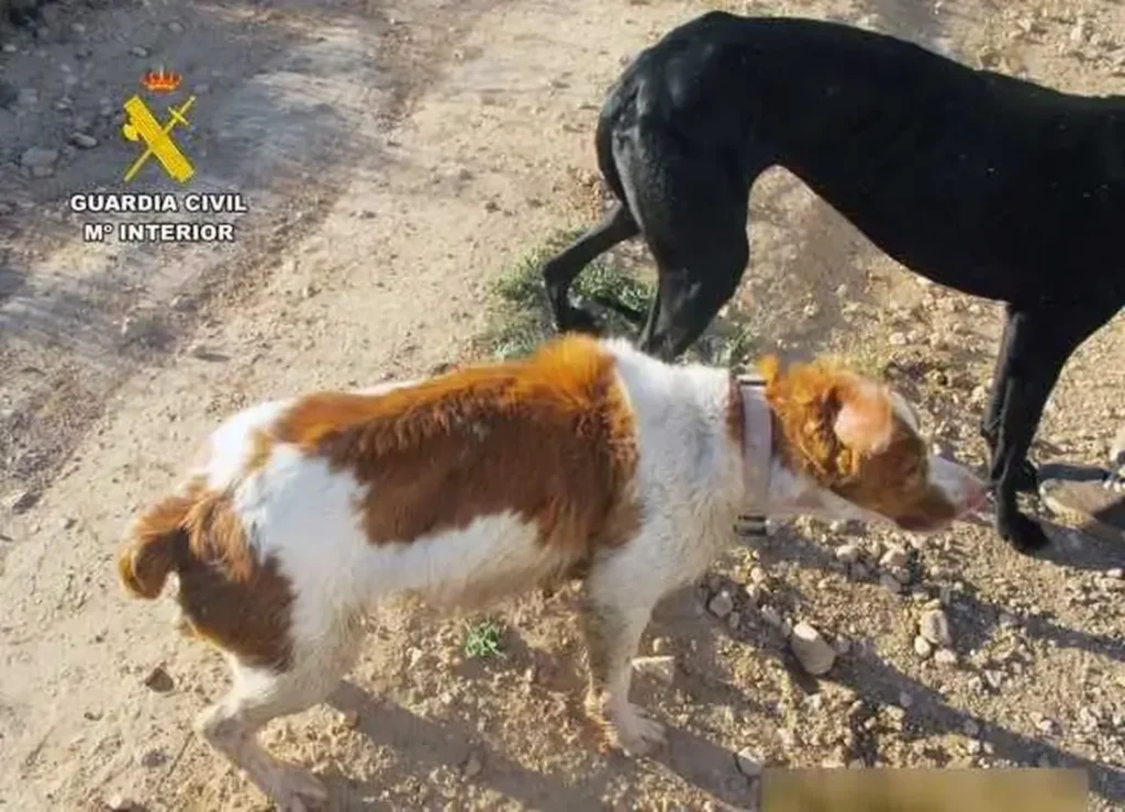 COPEJUMILLA-animales