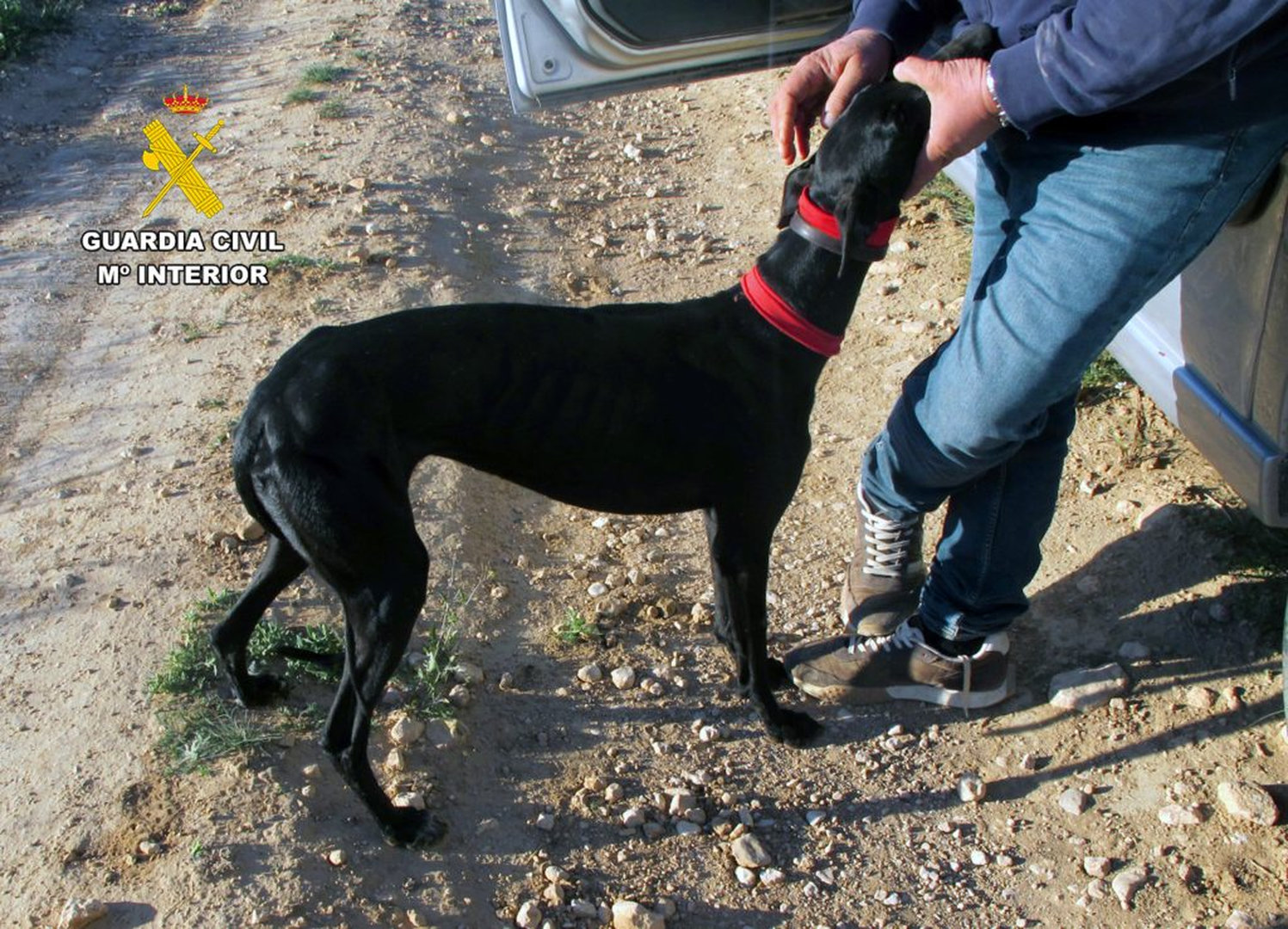 COPEJUMILLA-galgo