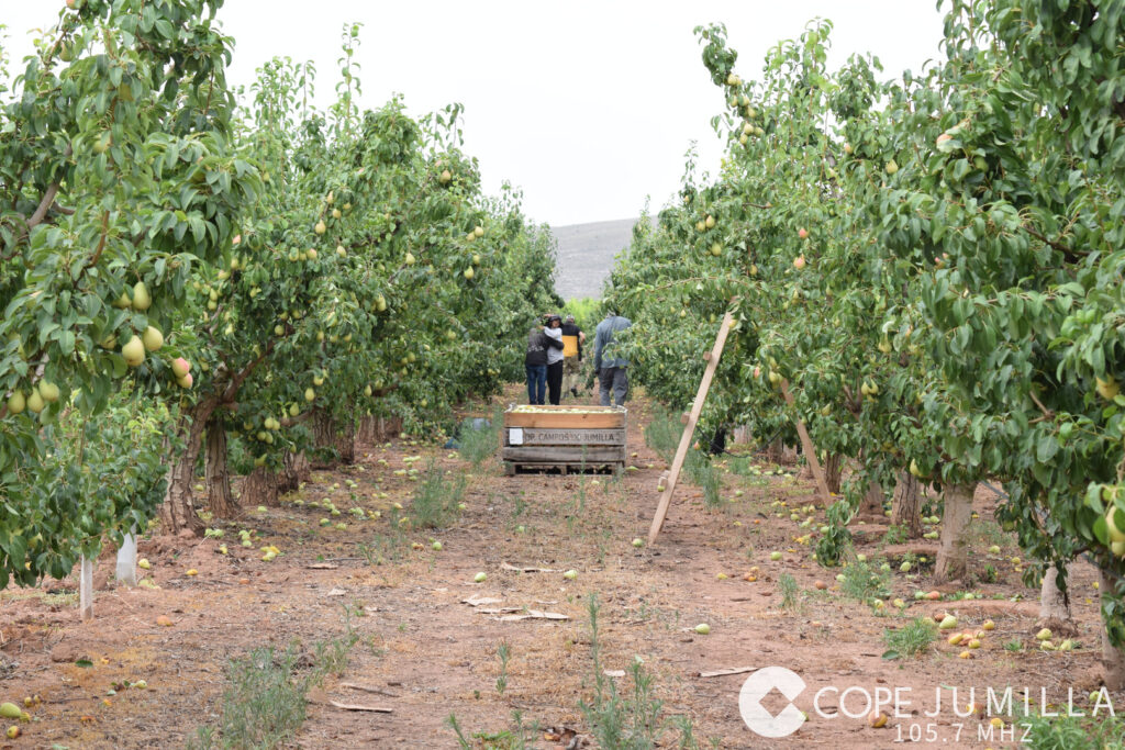 COPEJUMILLA}DSC_5521