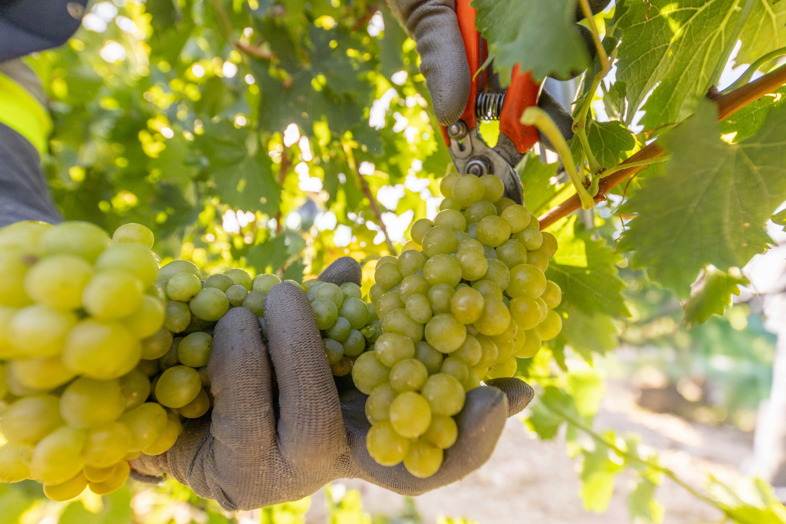 COPEJUMILLA}Vendimia Uva Blanca Juan Gil_racimo