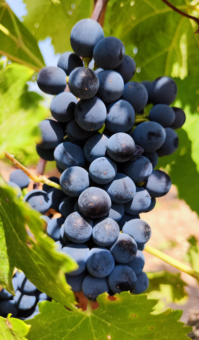 COPEJUMILLA}racimo uva syrah VyB A Carcelen