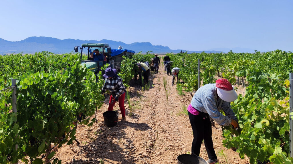 COPEJUMILLA}vendimia syrah en Jumilla 28jul26