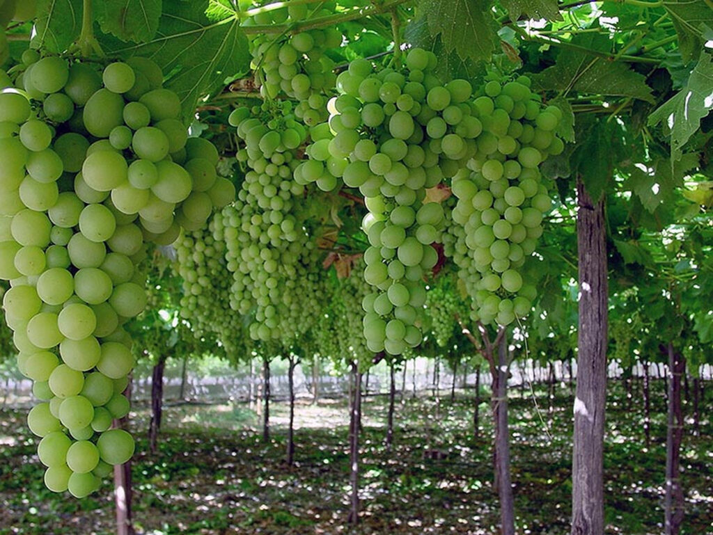COPEJUMILLA_U2